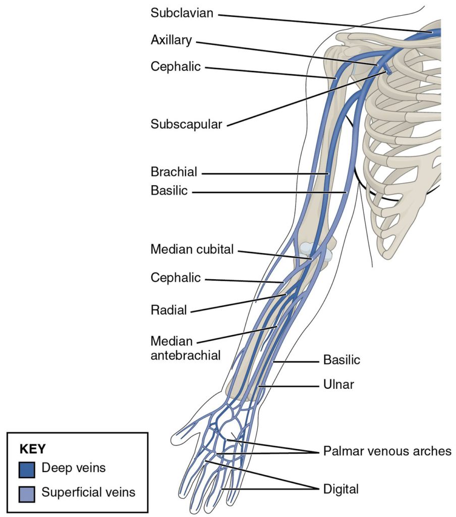 File:2134 Thoracic Upper Limb Veins.jpg - Wikimedia Commons