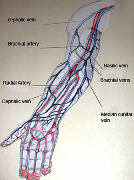 Veins - A Career in Phlebotomy Through CNM